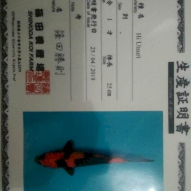 Hi utsuri serti shinoda 28cm