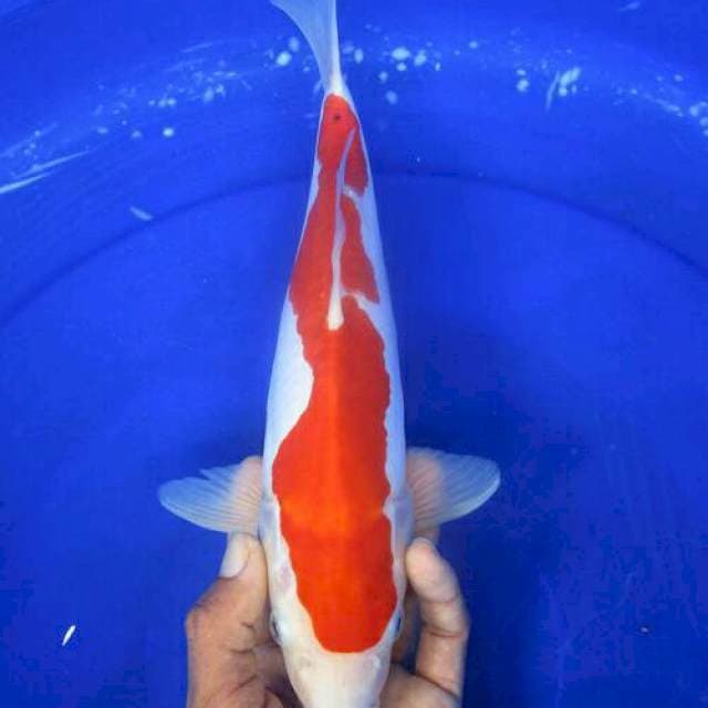 Doitssu murni kohaku ±30cm