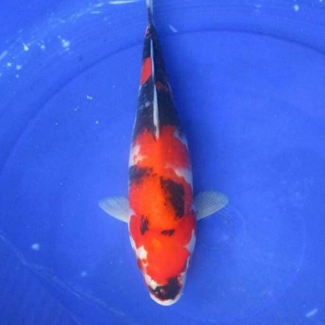 Showa sansoku ±32cm