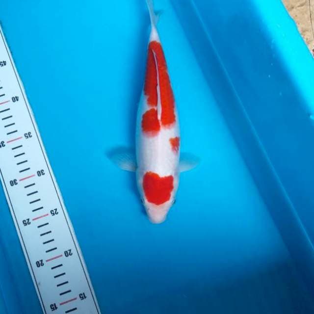 NJK - MARUTEN KOHAKU