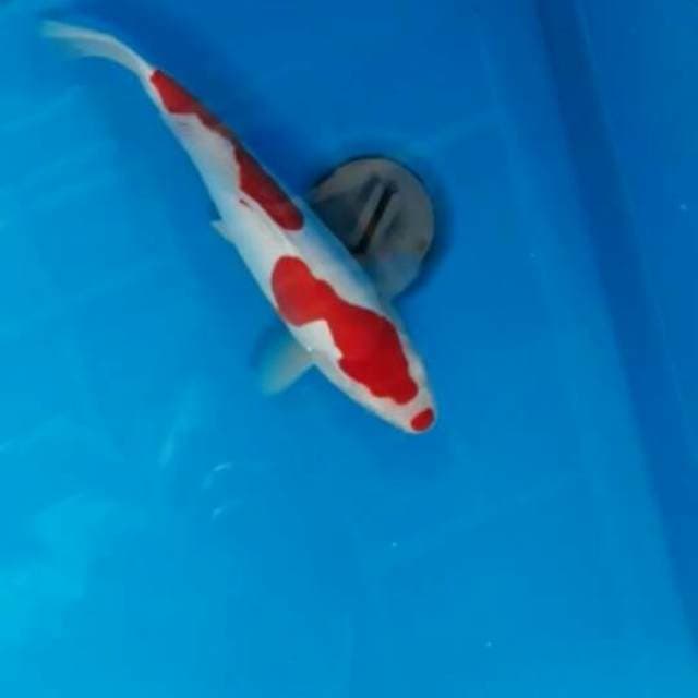 Kohaku doitsu murni