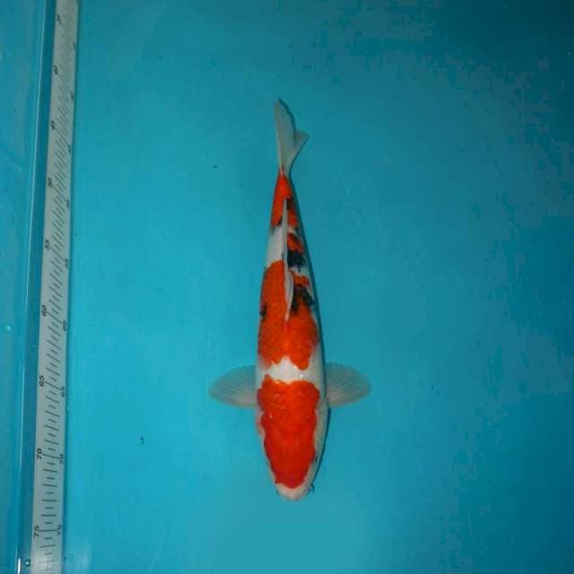 SANKE 30 CM