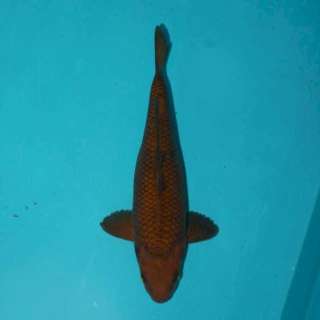 CHAGOI TEMBAGA 25 CM