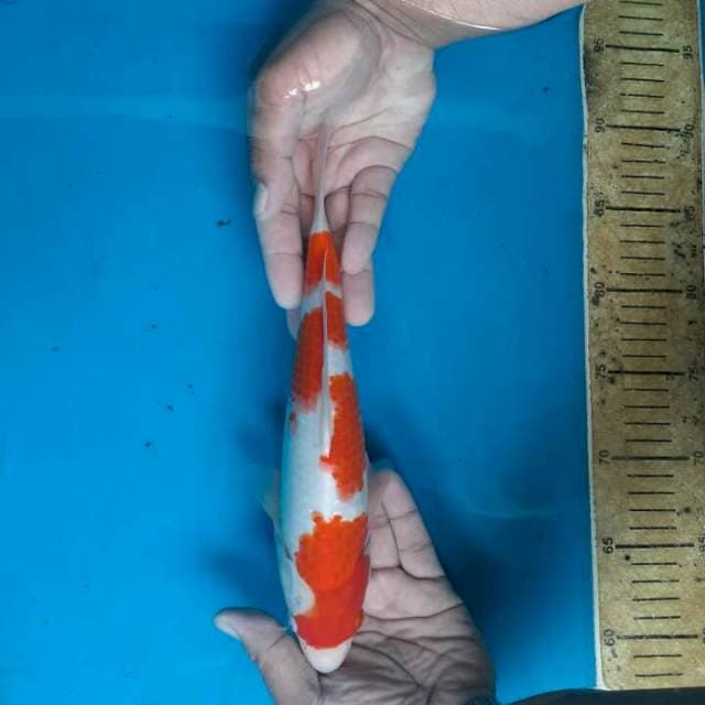 Kohaku
