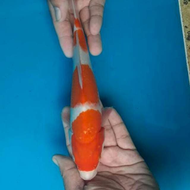 Kohaku