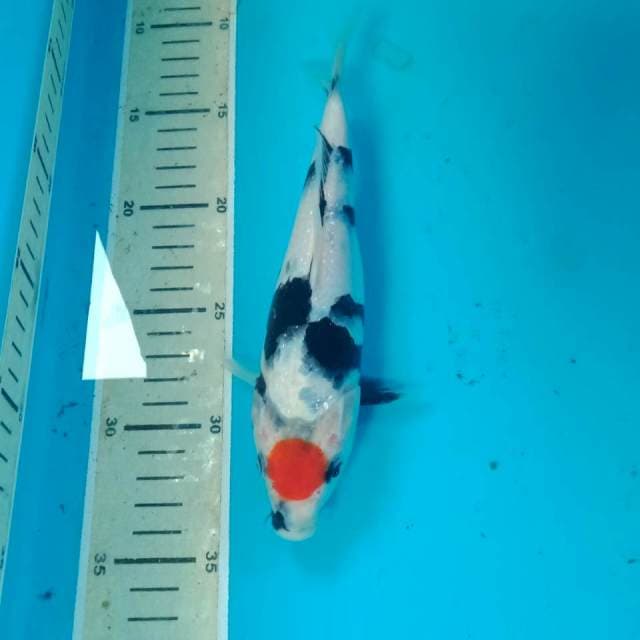 Tancho Showa 22 cm