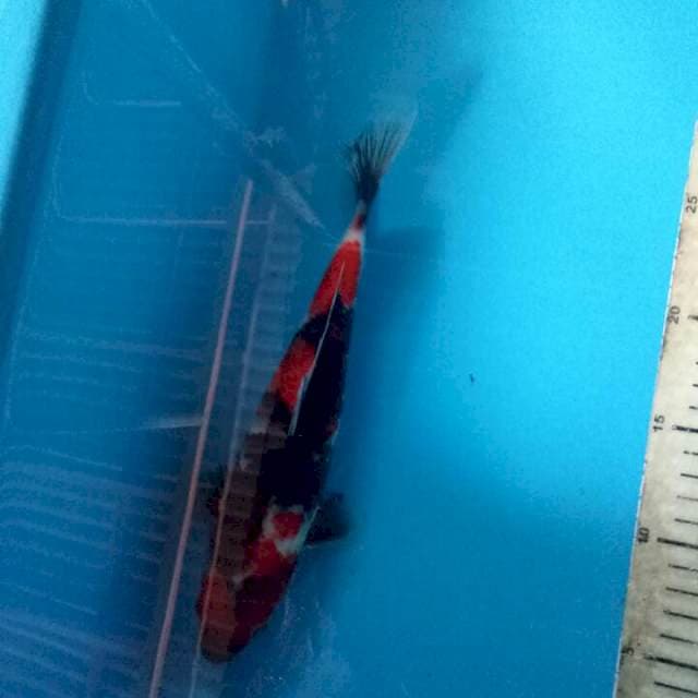 Showa sanshoku 27cm