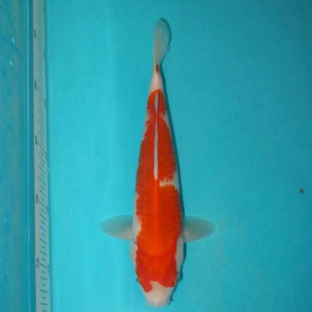 KOHAKU 25 CM