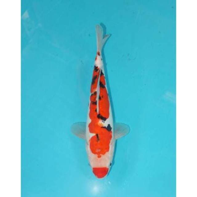 DOITSU SANKE KUCHIBENI 25 CM