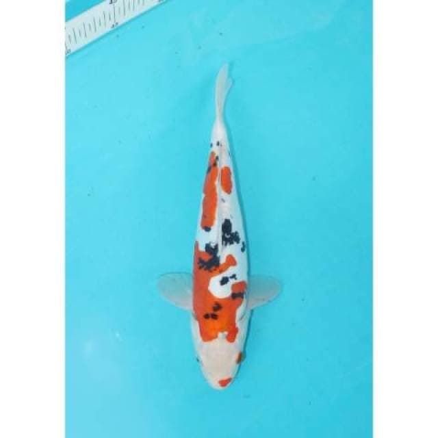 DOITSU SANKE 27 CM