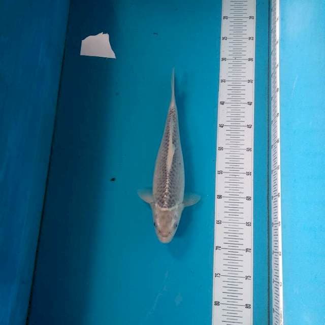 Asagi F1 36cm