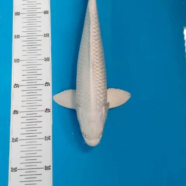 Platinum F1 46cm