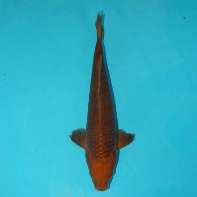 CHAGOI 27 CM