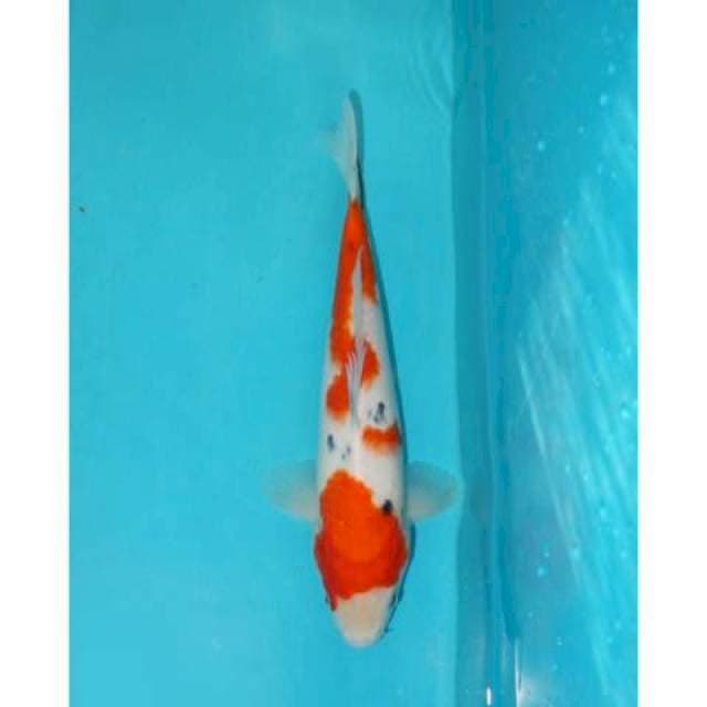 SANKE 25 CM