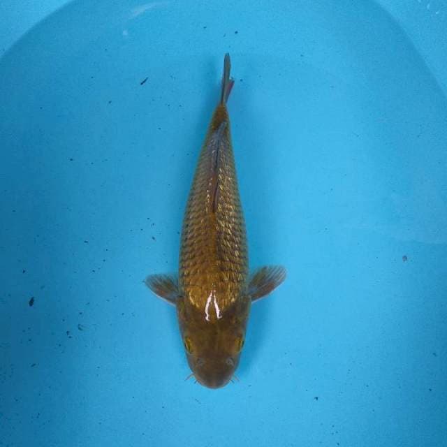 Midori ginrin 30cm