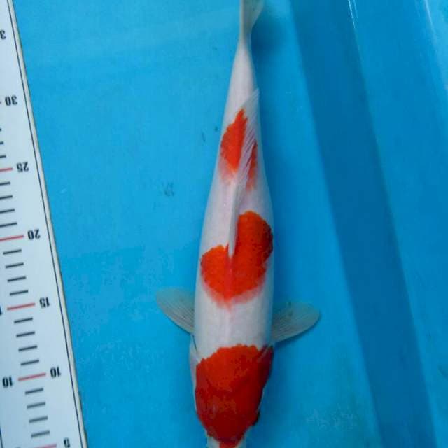 Kohaku original 35cm