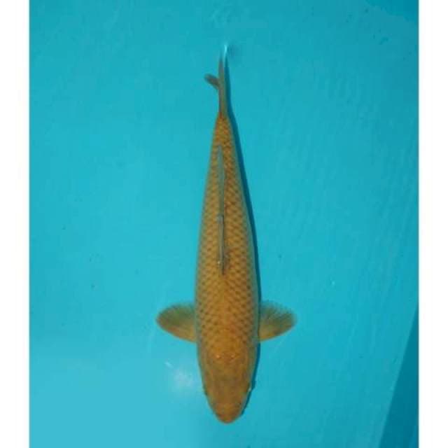 Midorigoi 36 cm