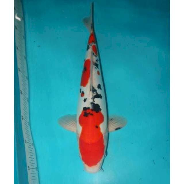 Sanke Doitsu 36 cm