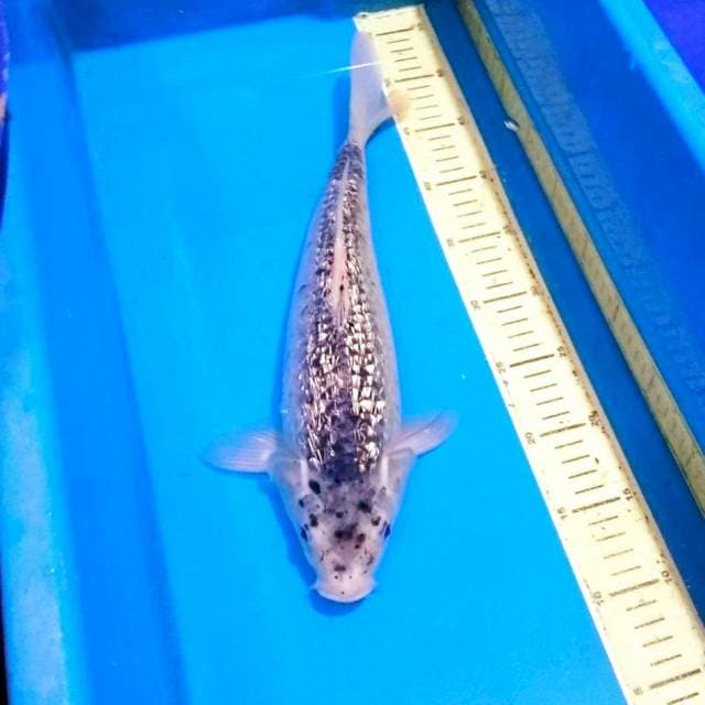 Ginrin bulki kawari 40cm