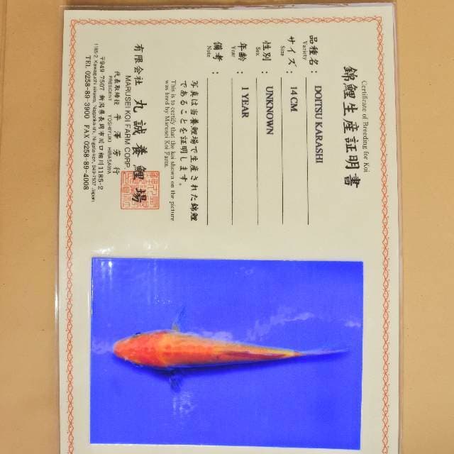 Doitsu Karashi (Marusei) 14 cm. Import dan sertifikat