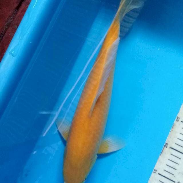 Karashi 37cm male