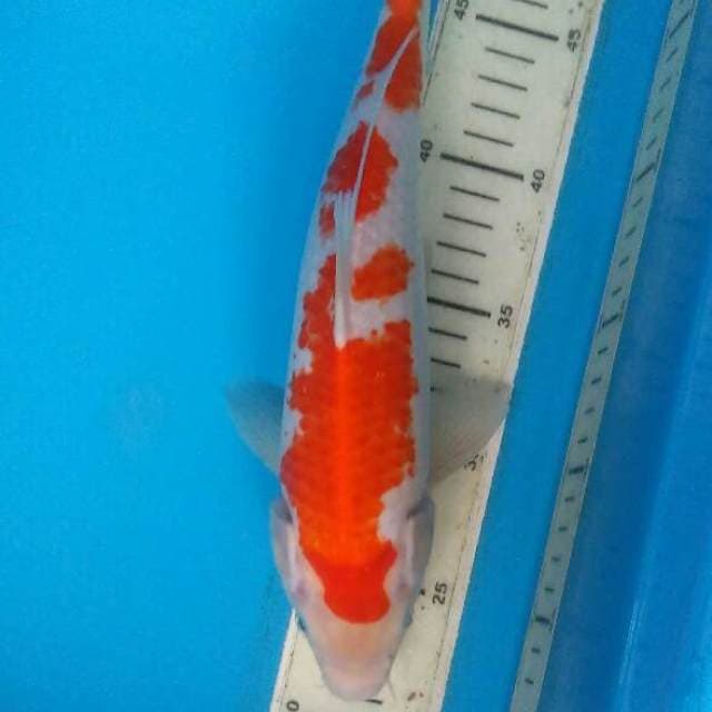 Abstrak kohaku