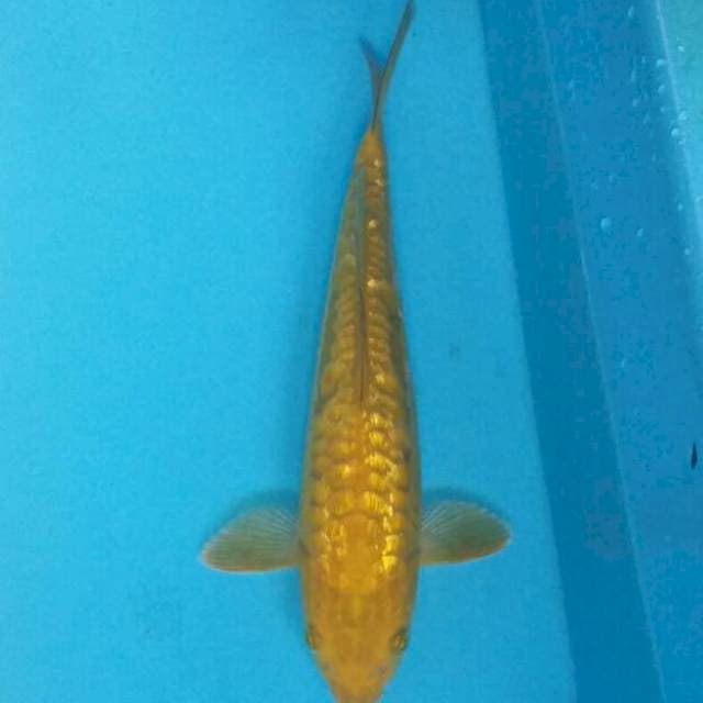 Sisik naga ginrin