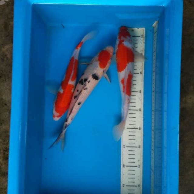 Original tancho+kohaku