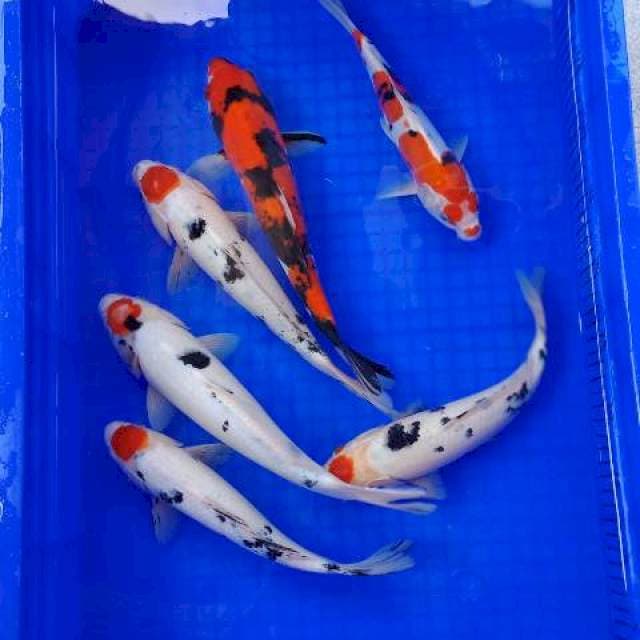 mix koi ukuran 25-30 cm