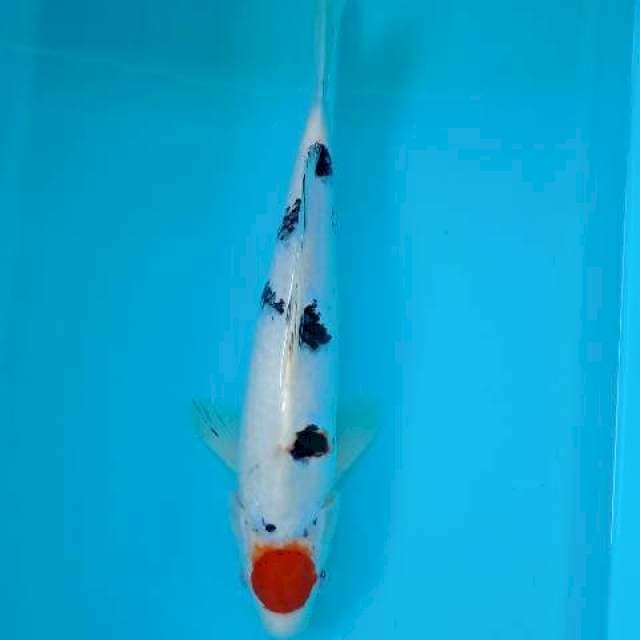 TANCHO SANKE 32 CM