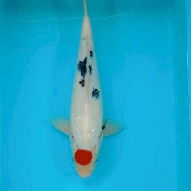 TANCHO SANKE 34 CM