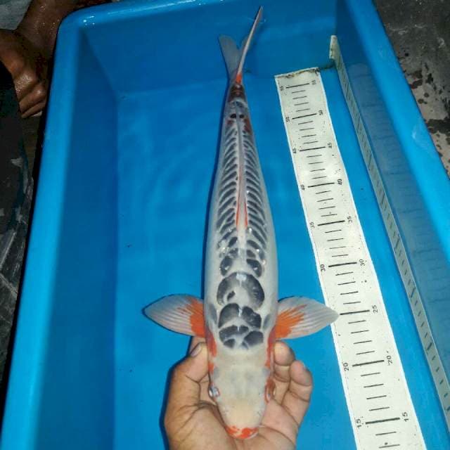 Sushui male