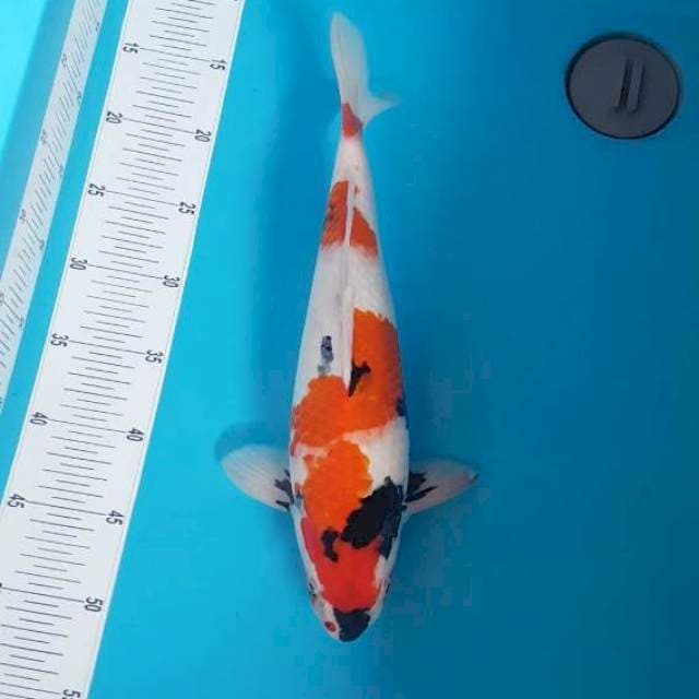 Showa Motogoro Male 37 cm