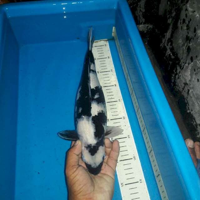 Shiro hitam kuat