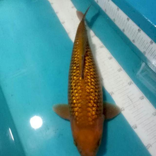 CAGOI..FULL GINRIN..JUMBO BULKY,, F1