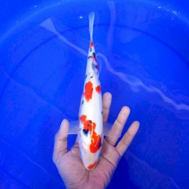 2. Sanke || 28 cm