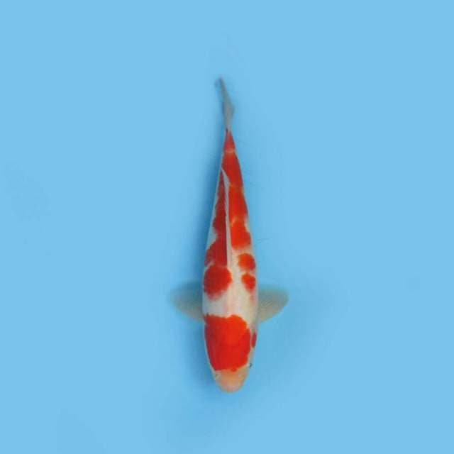 BKS ( KOHAKU 31 CM )