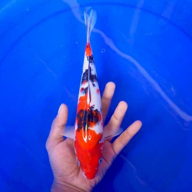 5. Sanke || 27 cm