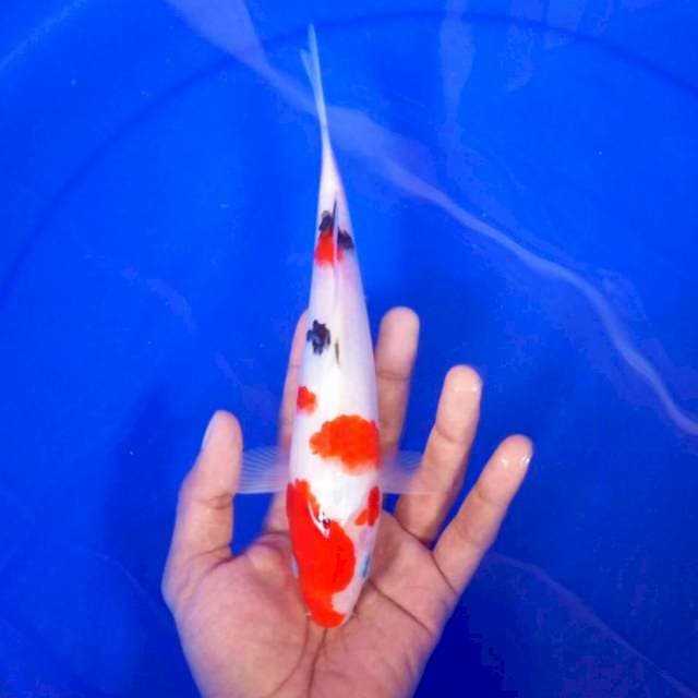 6. Sanke || 27 cm