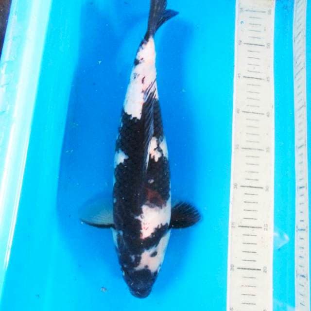 Mosnter - Shiro 38 cm