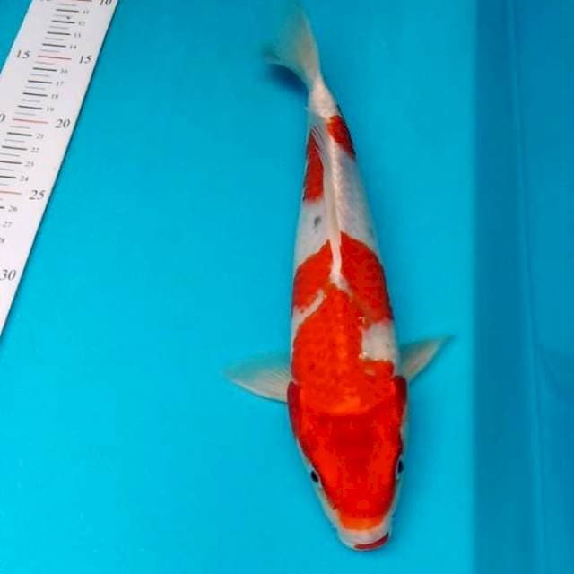 KUJAKU MERAH 30BU