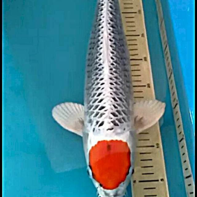 Tancho Kujaku 48 cm