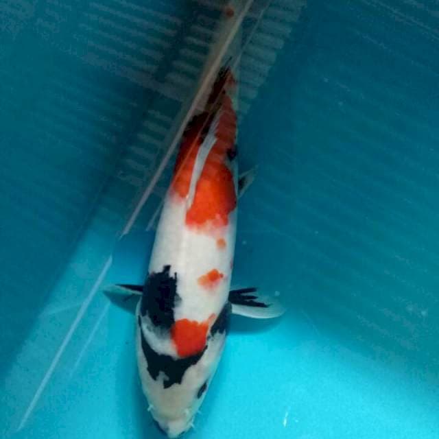 Showa kindai 26cm