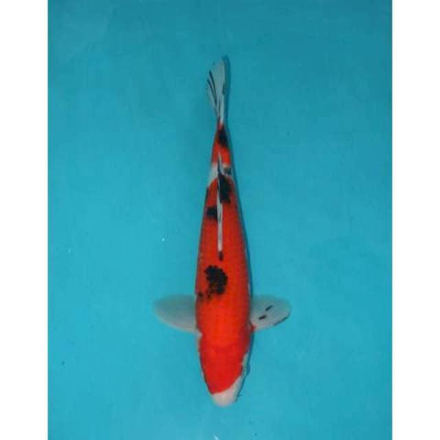 SANKE 30 CM