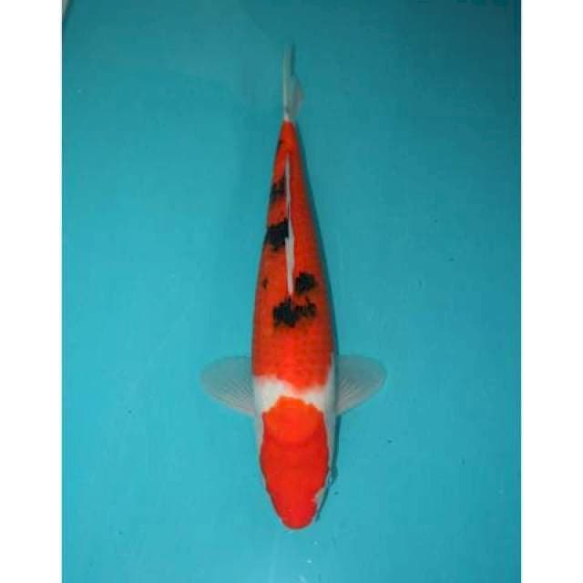SANKE 31 CM