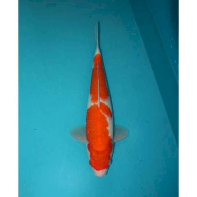 KOHAKU 32 CM