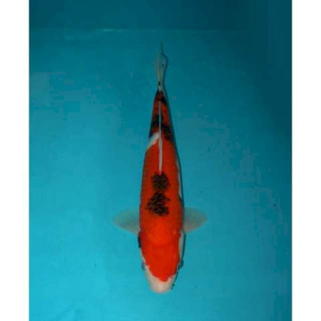 SANKE 30 CM