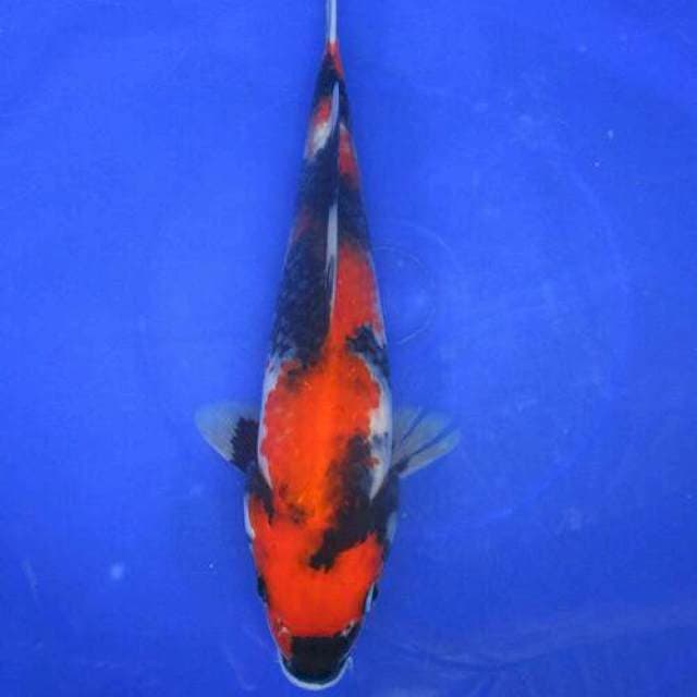 Showa sansoku ±25cm