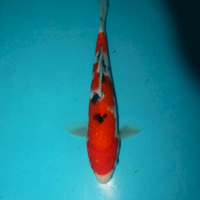 SANKE 25 CM