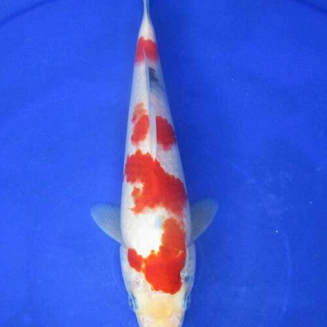 Showa kindai tateegoi ±26cm